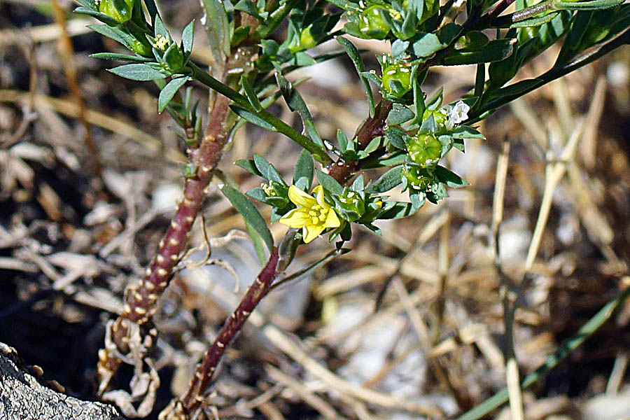 Linum strictum / Lino minore